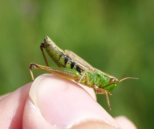 Pseudochorthippus sp.